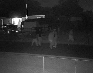 Shadyglen Drive suspects